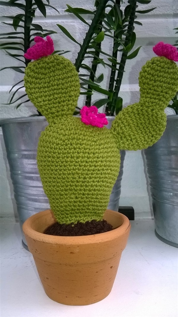 cactus 3"(2) | Cactus  "never dies" - บางนา กรุงเทพมหานคร