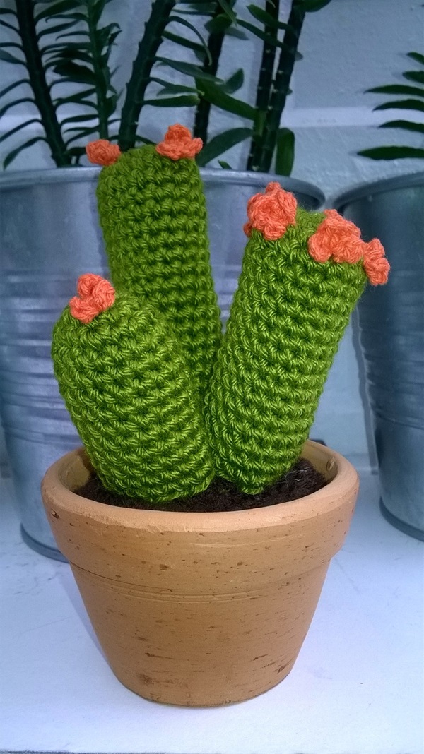 cactus 3"(3) | Cactus  "never dies" - บางนา กรุงเทพมหานคร