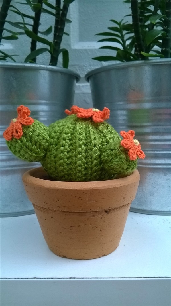 cactus 3"(4) | Cactus  "never dies" - บางนา กรุงเทพมหานคร