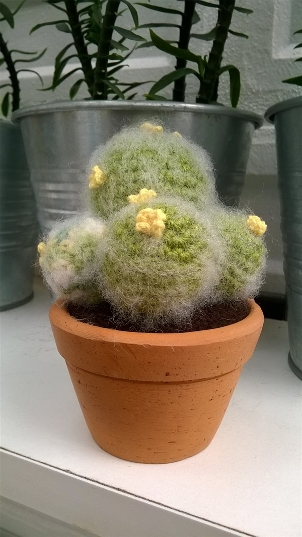 cactus 3"(5) | Cactus  "never dies" - บางนา กรุงเทพมหานคร