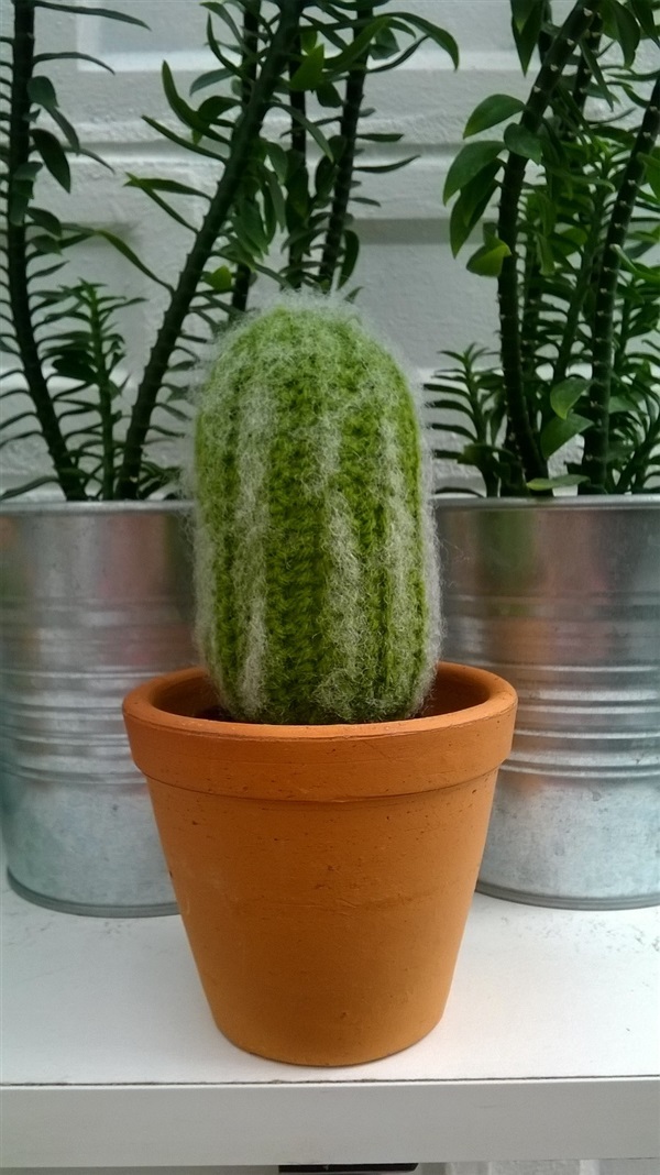 cactus 3.5" | Cactus  "never dies" - บางนา กรุงเทพมหานคร