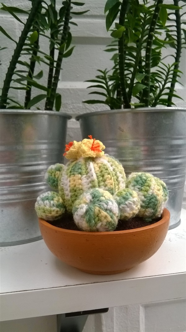 cactus 3.8"(1) | Cactus  "never dies" - บางนา กรุงเทพมหานคร