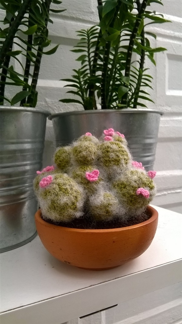 cactus 3.8 (2) | Cactus  "never dies" - บางนา กรุงเทพมหานคร