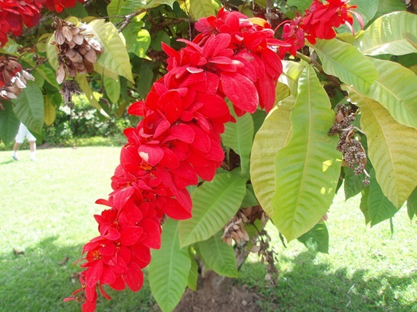 warszewiczia coccinea | สวนคุณชายเอม - สันป่าตอง เชียงใหม่