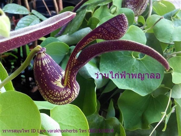 ว่านไก่ฟ้าพญาแล ไก่แก้ว หรือไก่ฟ้าพญาลอ