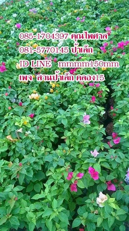 เฟื่องฟ้าคละสี | สวนป้าเล็ก คลอง 15 - องครักษ์ นครนายก