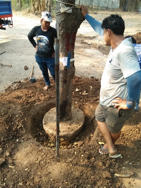 รับย้ายต้นไม้เล็กใหญ่ | สวนสมใจนึก - แก่งคอย สระบุรี