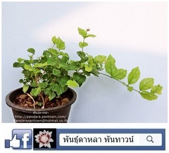 มะลิพิกุล | พันธุ์ดาหลา - เมืองเชียงใหม่ เชียงใหม่