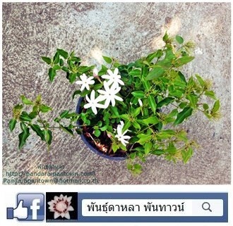 มลุลี | พันธุ์ดาหลา - เมืองเชียงใหม่ เชียงใหม่