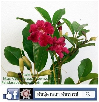 ตาเบบูย่าแดง | พันธุ์ดาหลา - เมืองเชียงใหม่ เชียงใหม่