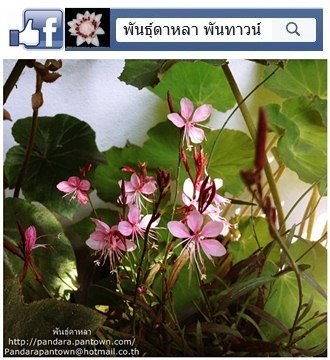 พิงกี้่ | พันธุ์ดาหลา - เมืองเชียงใหม่ เชียงใหม่