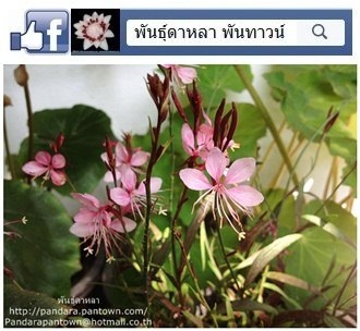 พิงกี้ | พันธุ์ดาหลา - เมืองเชียงใหม่ เชียงใหม่