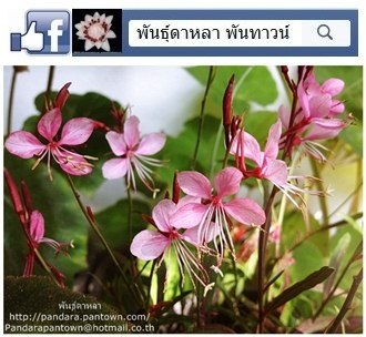 พิงกี้ | พันธุ์ดาหลา - เมืองเชียงใหม่ เชียงใหม่