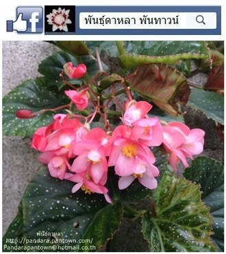 Angel Wing Begonia ดอกสีชมพูเข้ม