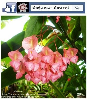 Angel Wing Begonia ดอกสีชมพูอ่อน