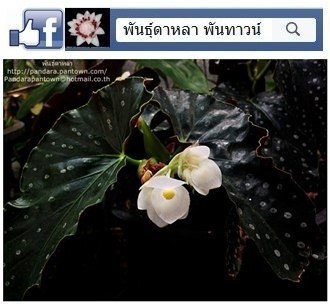 Angel Wing Begonia สีขาวดอกใหญ่ | พันธุ์ดาหลา - เมืองเชียงใหม่ เชียงใหม่