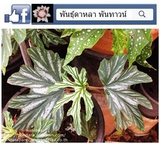 Angel Wing Begonia ใบด่างขาวดอกขาว | พันธุ์ดาหลา - เมืองเชียงใหม่ เชียงใหม่