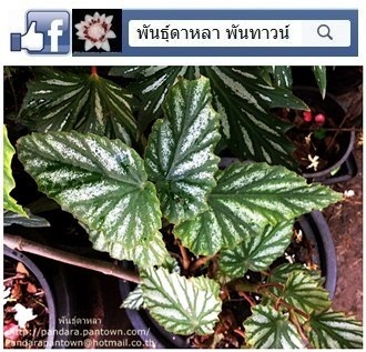 Angel Wing Begonia ใบด่างขาวดอกชมพู