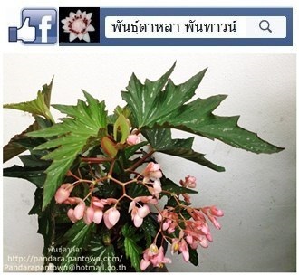 Angel Wing Begonia ปีกค้างคาวเขียว