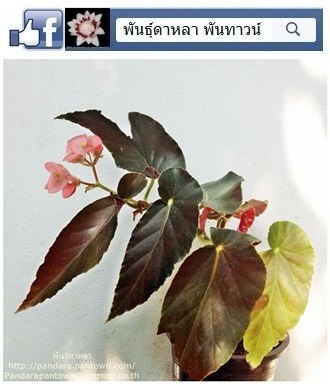 Angel Wing Begonia ใบสีน้ำตาล ดอกชมพู | พันธุ์ดาหลา - เมืองเชียงใหม่ เชียงใหม่