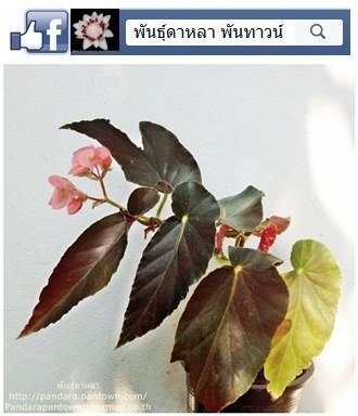 Angel Wing Begonia ใบสีน้ำตาล ดอกชมพู