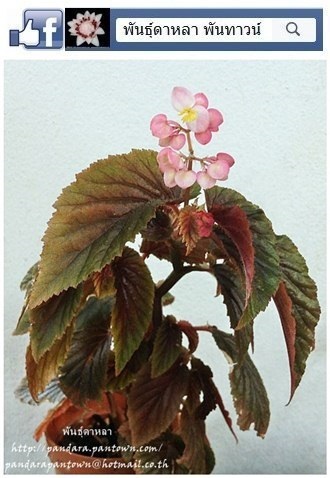 Angel Wing Begonia มินิใบสีน้ำตาล | พันธุ์ดาหลา - เมืองเชียงใหม่ เชียงใหม่