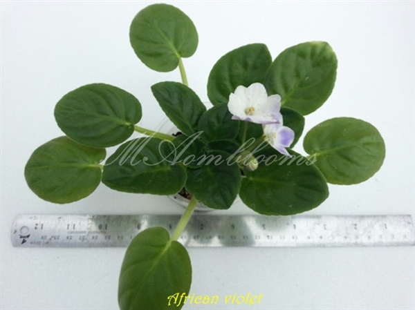 African Violet | MAomblooms - แม่เมาะ ลำปาง