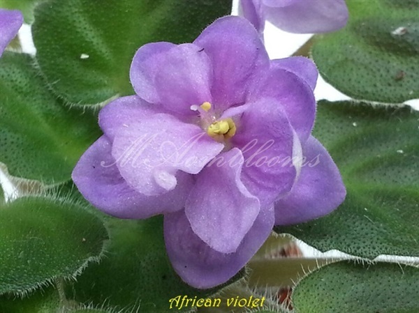 african violet