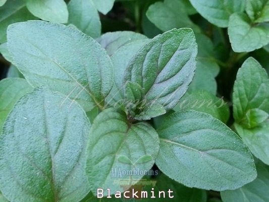 Black mint | MAomblooms - แม่เมาะ ลำปาง