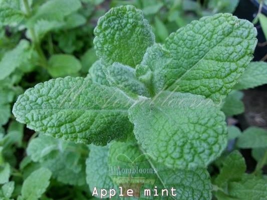 Apple mint | MAomblooms - แม่เมาะ ลำปาง