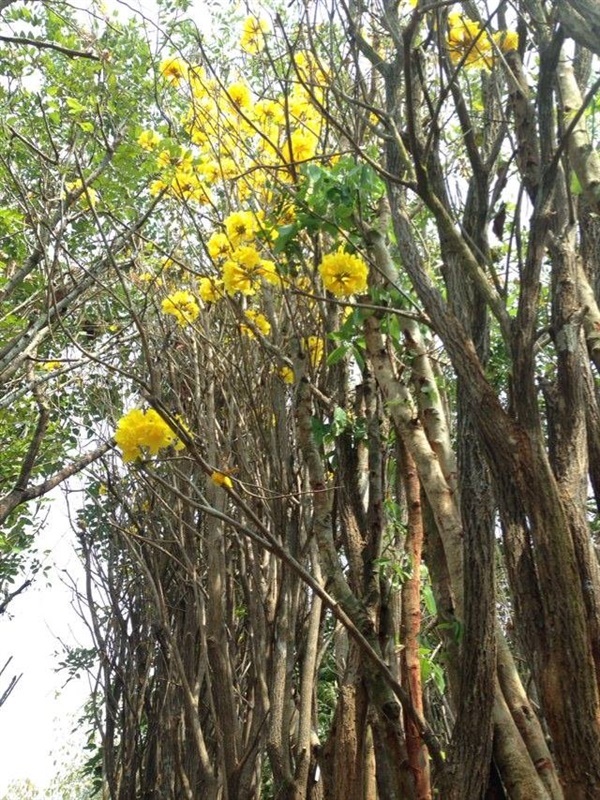 เหลืองเชียงราย | สมนึกการเกษตร - ศรีสัชนาลัย สุโขทัย