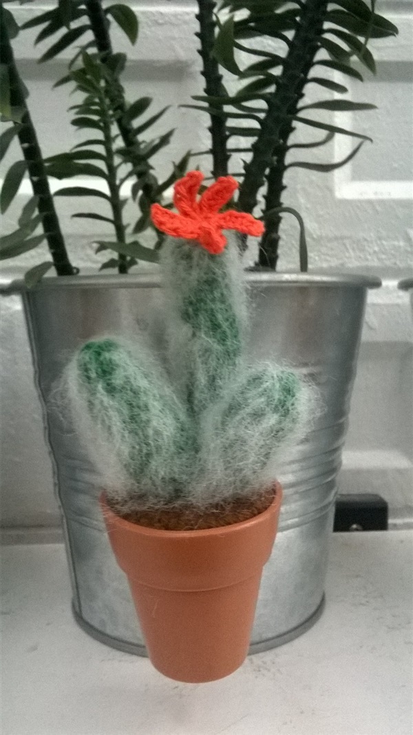 cactus magnet 1 / ขายแล้ว | Cactus  "never dies" - บางนา กรุงเทพมหานคร