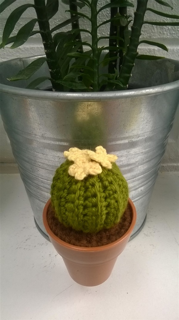 cactus magnet 2  | Cactus  "never dies" - บางนา กรุงเทพมหานคร