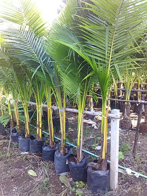 ต้นมะพร้าวน้ำหอม | ziko - บางแค กรุงเทพมหานคร