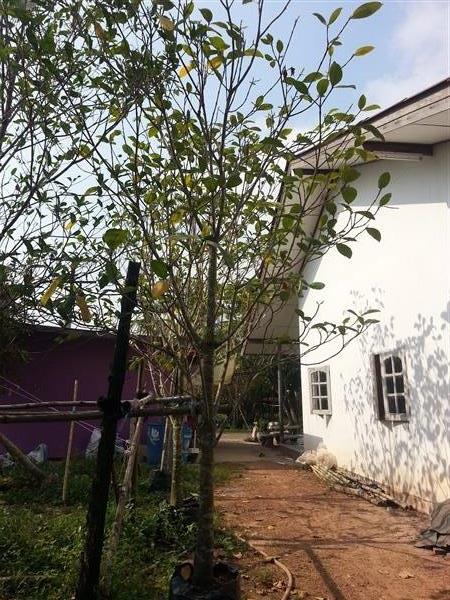 ต้น คำมอกหลวง | ดิเรก บ้านดงบัง -  ปราจีนบุรี