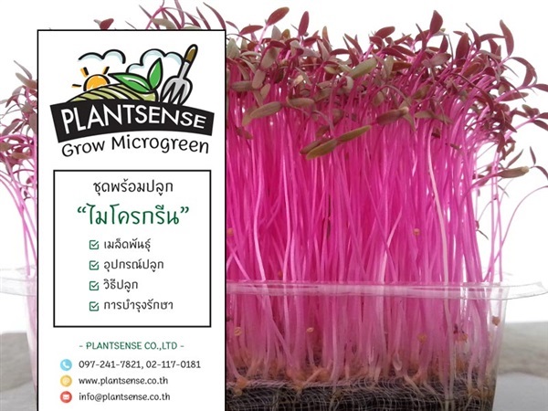 ชุดพร้อมปลูกไมโครกรีน "PlantSense Grow Microgreen" 