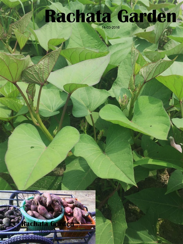 มันเทศญี่ปุ่น (Japanese Sweet Potato) | สวนรชต - ขลุง จันทบุรี