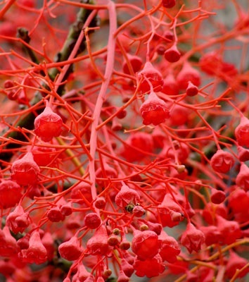 ต้นขวดดอกระฆังสีแดง หรือเฟรมทรี | hobby tree - ลำลูกกา ปทุมธานี