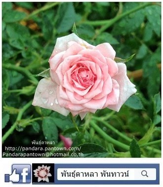 กุหลาบอังกฤษ Miniature Roses "Barbara Mandrell"