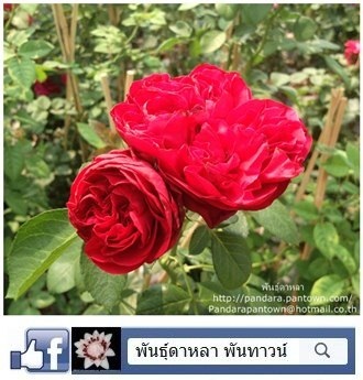 กุหลาบอังกฤษ Gospel