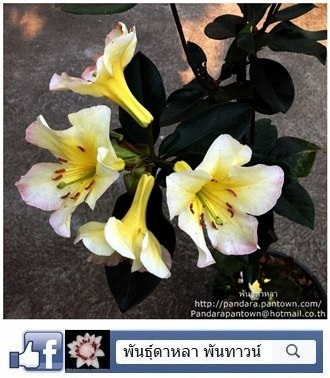 Vireya Rhododendrons | พันธุ์ดาหลา - เมืองเชียงใหม่ เชียงใหม่