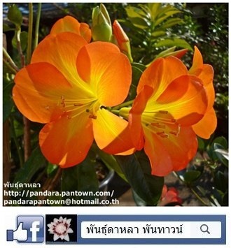 โรโดเดนดรอน สีส้ม