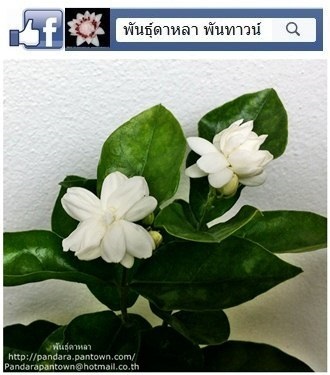 มะลิจันทร์บูรณ์ | พันธุ์ดาหลา - เมืองเชียงใหม่ เชียงใหม่