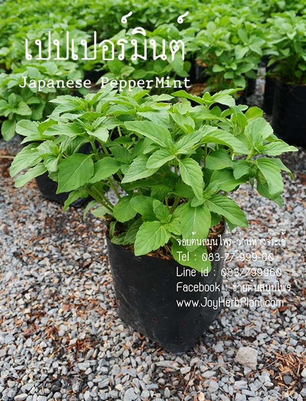 เปปเปอร์มิ้นท์  (Japanese Pepper Mint ) | ร้านจอยต้นสมุนไพร - หนองแขม กรุงเทพมหานคร