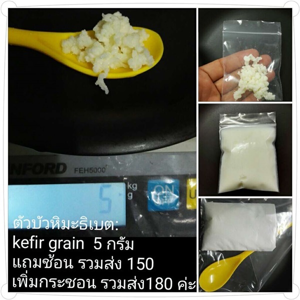 บัวหิมะธิเบต:  คีเฟอร์นม : milk kefir grain | สวนในฝัน - เมืองเชียงใหม่ เชียงใหม่