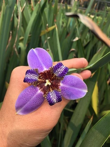 ไอริสสีม่วงดอกใหญ่ | สวนคุณชายเอม - สันป่าตอง เชียงใหม่