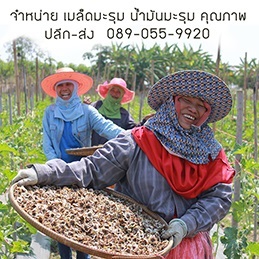 ขายเมล็ดมะรุม น้ำมันมะรุม - ปลีก-ส่ง