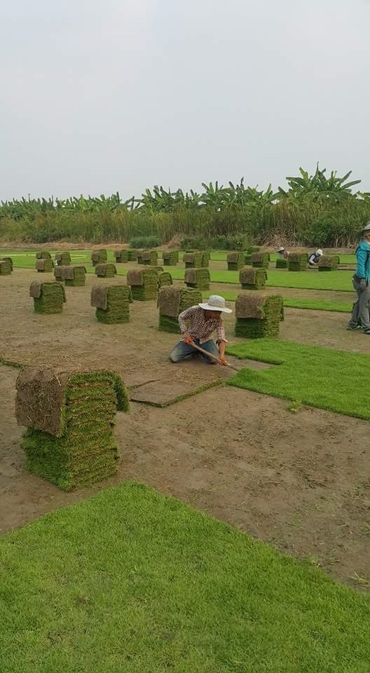 หญ้ามาเลย์ นวลน้อย พาสพาลั่ม ญี่ปุ่น สวยๆราคาถูกๆ | Pradubyat Home&Garden -  
