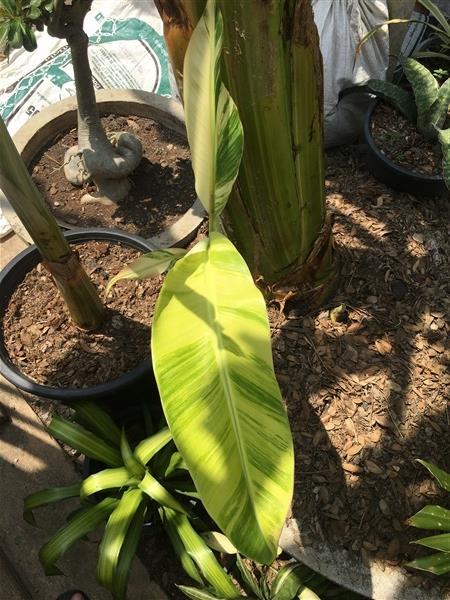 กล้วยเทพนมด่าง | สวนคุณชายเอม - สันป่าตอง เชียงใหม่