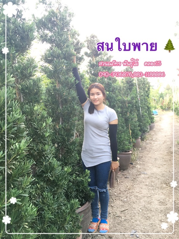 สนใบพาย | ณภัทร  พันธุ์ไม้ - องครักษ์ นครนายก